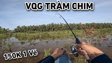 Câu lure cá lóc ở Vườn Quốc Gia Tràm Chim, Tam Nông, Đồng Tháp