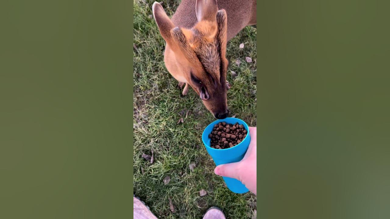 muntjac-deer-have-multiple-scent-glands-on-their-face-youtube