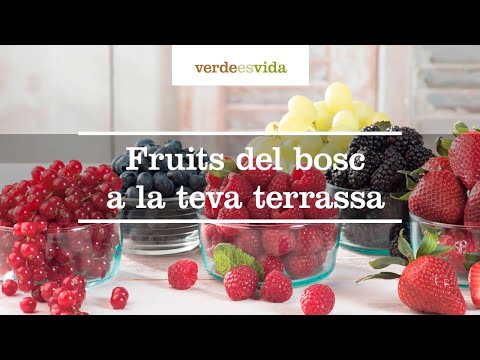 Vídeo: Aquelles Fruites: Les Millors Màscares Amb Extractes De Fruita