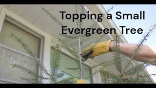 How to Cut the Top Off a Small Evergreen Tree