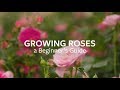 How to grow roses  grow at home  royal horticultural society