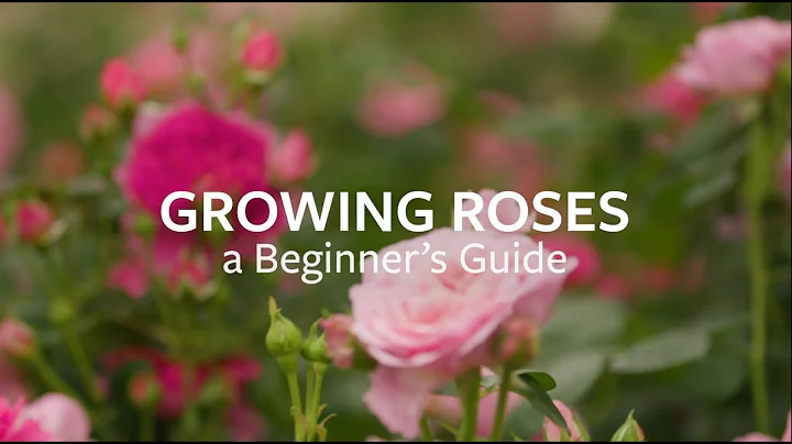 How to grow Roses | Grow at Home | Royal Horticultural Society - DayDayNews