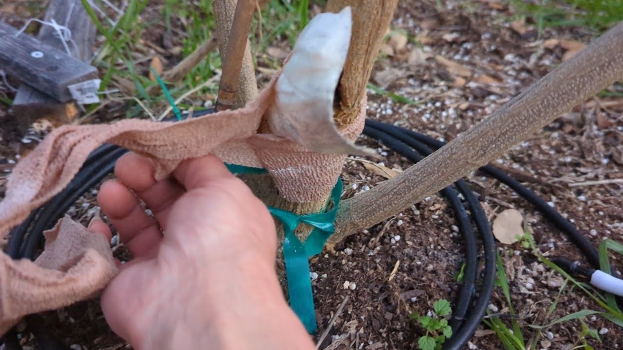 Ant damage on that Pound Cake last season