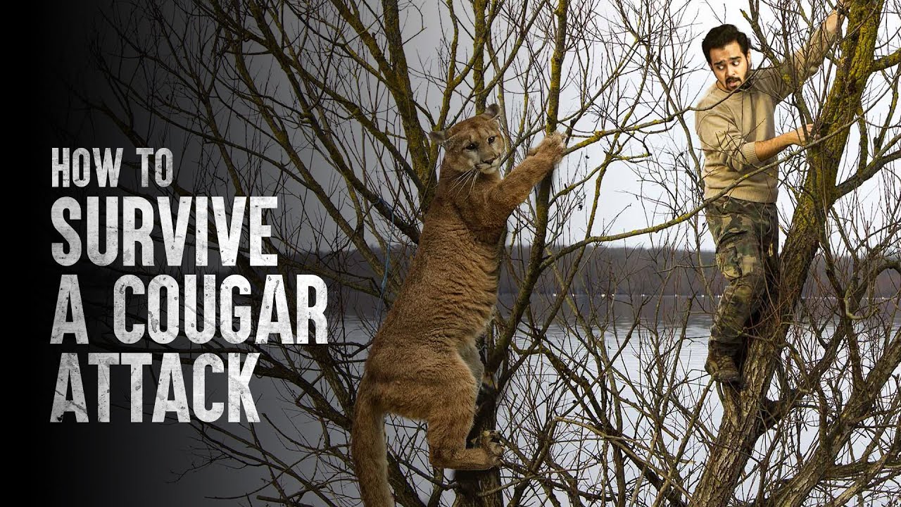  How to Survive a Cougar Attack