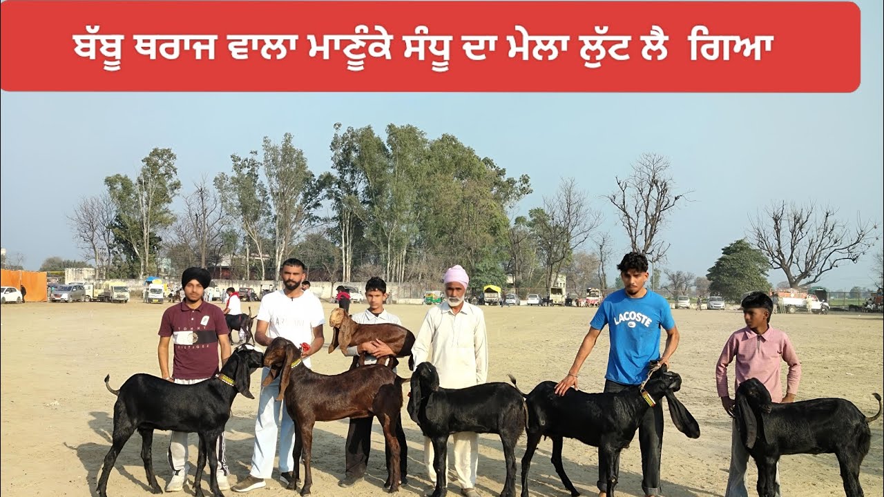 ਸੈਦੋਕੇ ਬਲੱਡ ਲਾਈਨ ਦੇ ਮਾਣੂੰਕੇ ਸੰਧੂ ਬਾਈ ਬੱਬੂ ਥਰਾਜ ਦੇ ਸਾਰੇ ਜਾਨਵਰ ਜਿੱਤ ਗਏ 