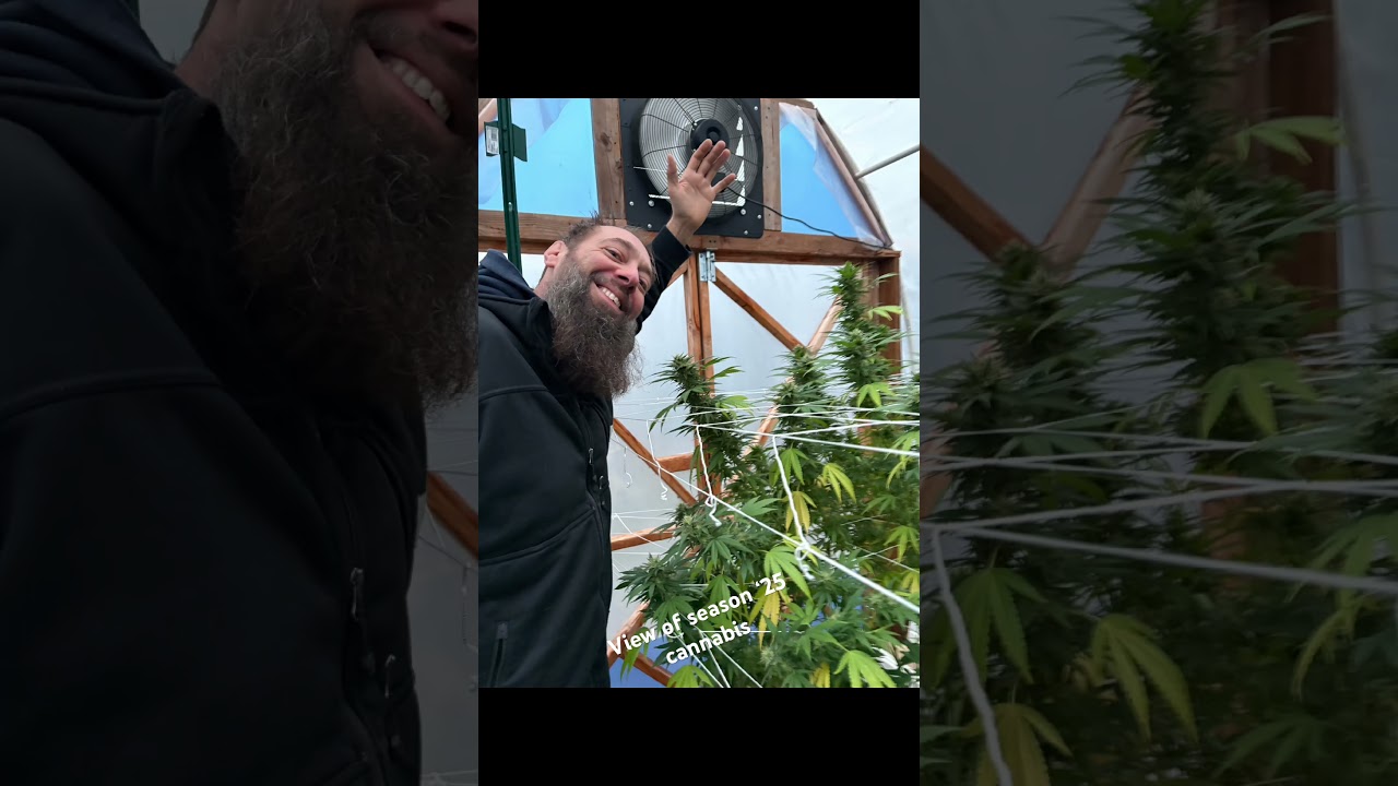 A view of stills from cannabis grow this year 