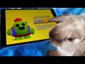 Bunny does lucky box opening Brawl Stars