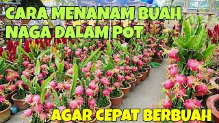 CARA MENANAM BUAH NAGA DALAM POT AGAR CEPAT BERBUAH, DI HALAMAN RUMAH screenshot 4