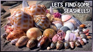 Bonnet Shells and Seashells on the Shore | Beachcombing after Big Swell