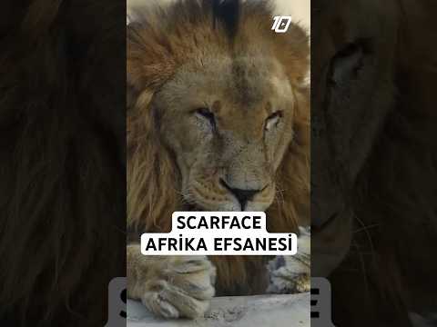 Scarface: Afrika’nın Efsane Aslanı! 400 Sırtlanı Yendi #scarface #aslan #afrika