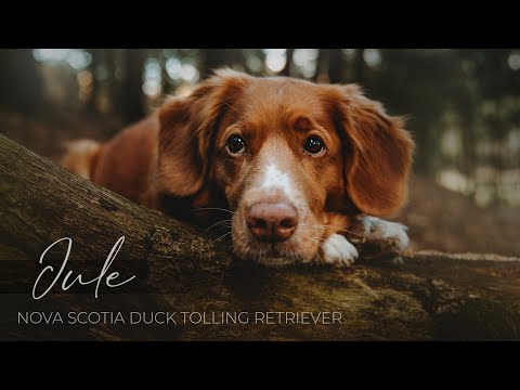Video: Nova Scotia Duck Tolling Retriever Hundras Allergivänliga, Hälsa Och Livslängd
