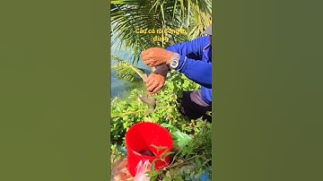 Tìm hiểu " Câu cá rô đồng " mùa nước nổi ?