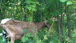 видео: Состав зерносмеси для коз . картинка: Состав зерносмеси для коз .