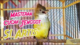 MASTERAN CUCAK JENGGOT GACOR FULL BESETAN SUPER MEWAH COCOK UNTUK MURAI BATU