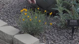 Mexican poppy