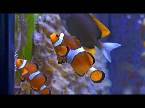 Aquarium Barcelona 2021 4K trial - Panasonic Lumix fz300