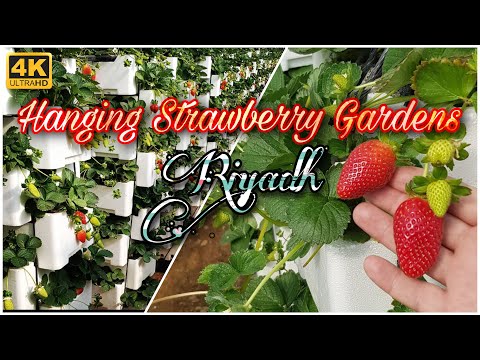 Video: Hanging Strawberry Gardens