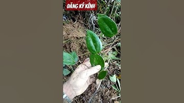 Thổ Phục Linh (Khúc Khắc) #nhipsongcuarung #shotrs