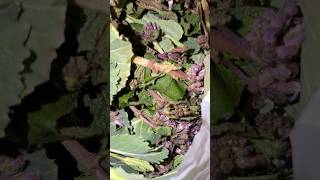 Bütün şifalı organik bitkiler burada topladı 😄