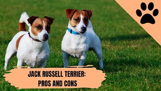 Jack Russell Terrier: Pros y Contras