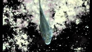 Devil's Hole Pupfish