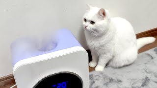 ドライアイス並のミストに困惑する猫!