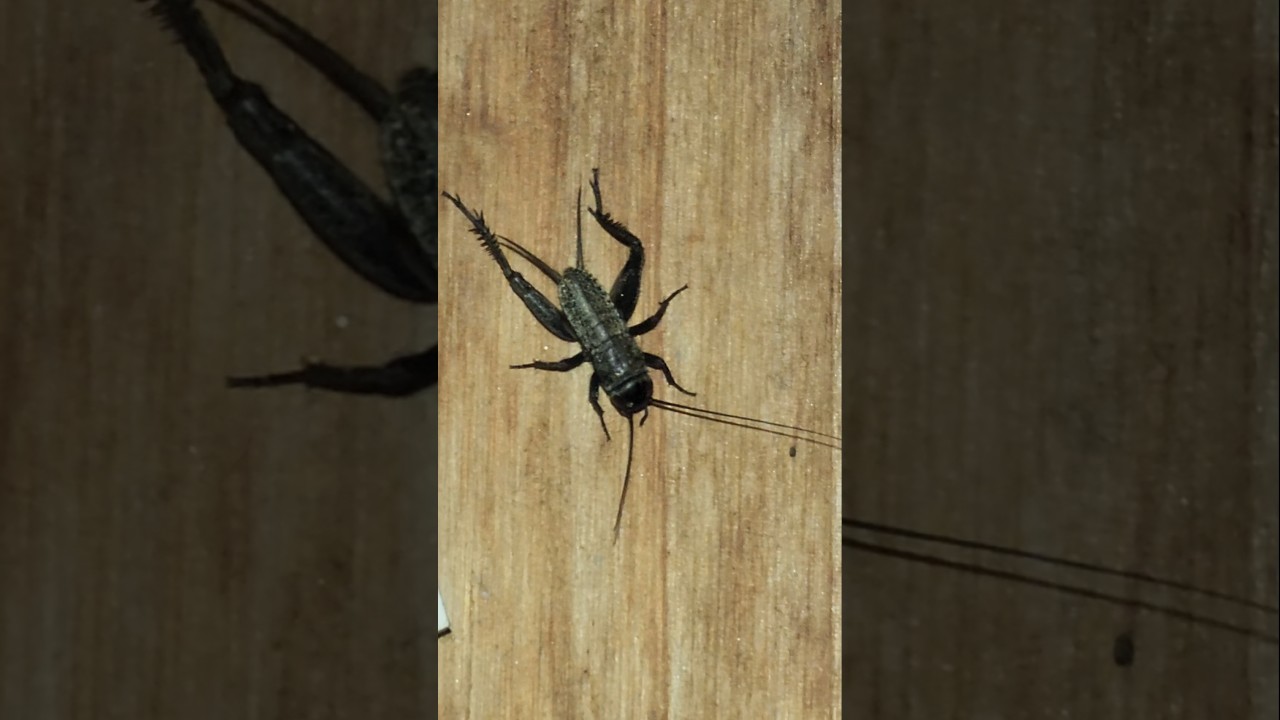 A Fall Field Cricket (Gryllus pennsylvanicus)