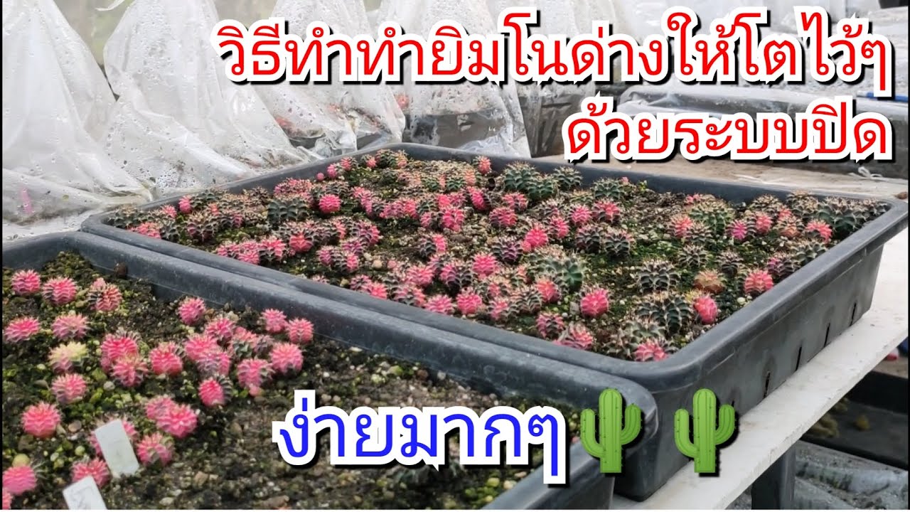 วิธีทำยิมโนด่างยกถาดให้โตไวๆ ด้วยระบบปิด EP.158