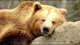 Polar Bears: The Majestic Snow Giants of the Arctic – Habitat, Diet, and Behavior"