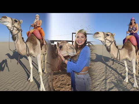 'Camellos y diversión