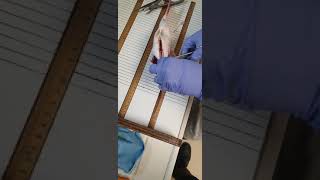 Snapper otolith removal