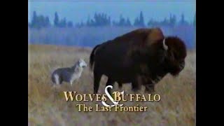 ⁣Wolves & Buffalo: The Last Frontier (1997)