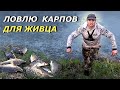 ЛОВЛЯ КАРПА ДЛЯ ЖИВЦА