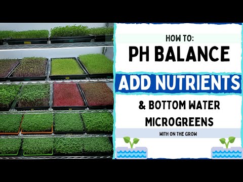 Como o equilíbrio do pH, adicionar nutrientes e microgreens água de fundo!