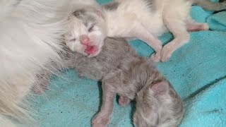 Mother Cat Kissing Her One Day Old Cute Kittens