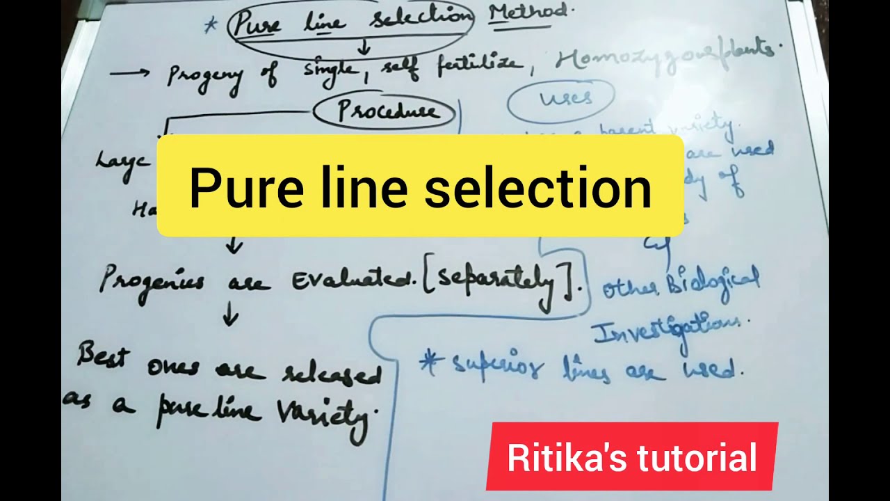 Pure Line Selection Method in Hindi Ritika's tutorial YouTube