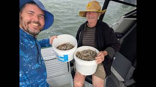 Moreton Bay Prawns, March 2026 #prawns #moretonbay #prawning