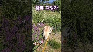 빛과 그림자#에녹#현역가왕2#한일톱텐쇼#패티김#노래#가수