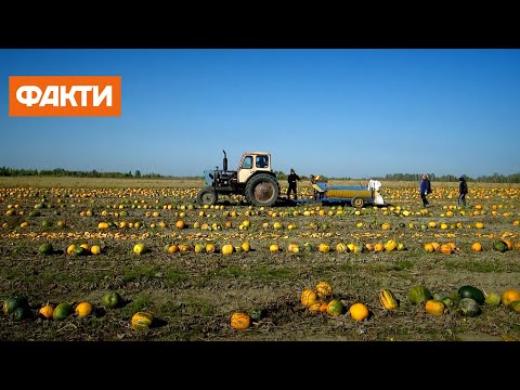 Выводит токсины, шлаки и холестерин: полезные свойства тыквы