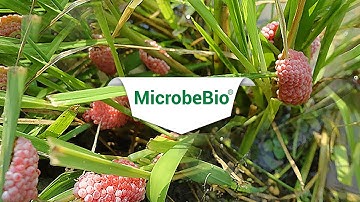 Những giải pháp diệt ốc bươu vàng lúa cỏ và cỏ dại đầu vụ đông xuân   MICROBEBIO Phân hữu cơ vi sinh
