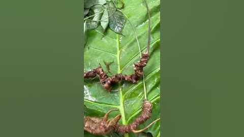 Hai củ sâm rừng tự nhiên thon dài già năm nặng 120g giá ok #sâm_ngọc_linh #sâm_ngọc_linh_rừng