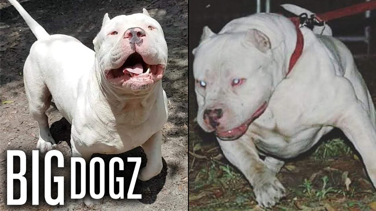 Meet 'Frozen' the 130lbs 'Polar Bear' Pitbull | BIG DOGZ - YouTube