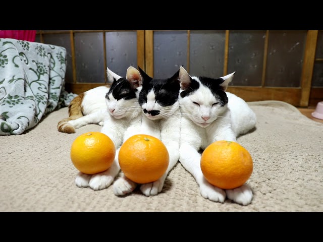 のせ猫 x オレンジを乗せた3匹の猫　Cat and orange　20186