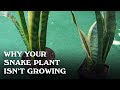 Why your snake plant isn't growing.