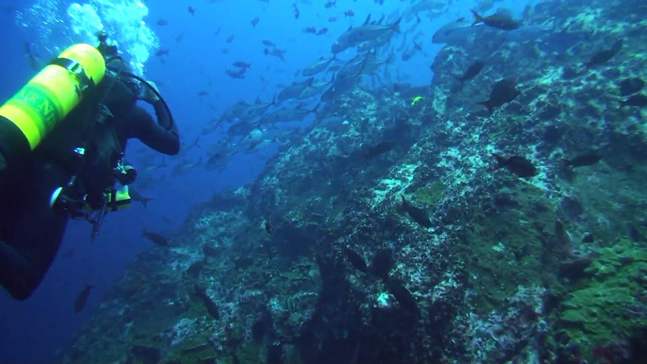 HD Cocos Island Diving 1/4 YouTube
