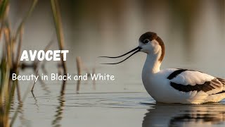 Avocet – Nature’s Perfect Balance