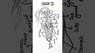 SQUID LABELLED DIAGRAM 🤩  #drawing #dr #biology #art #diagram #viralshorts #reels #shorts #squid