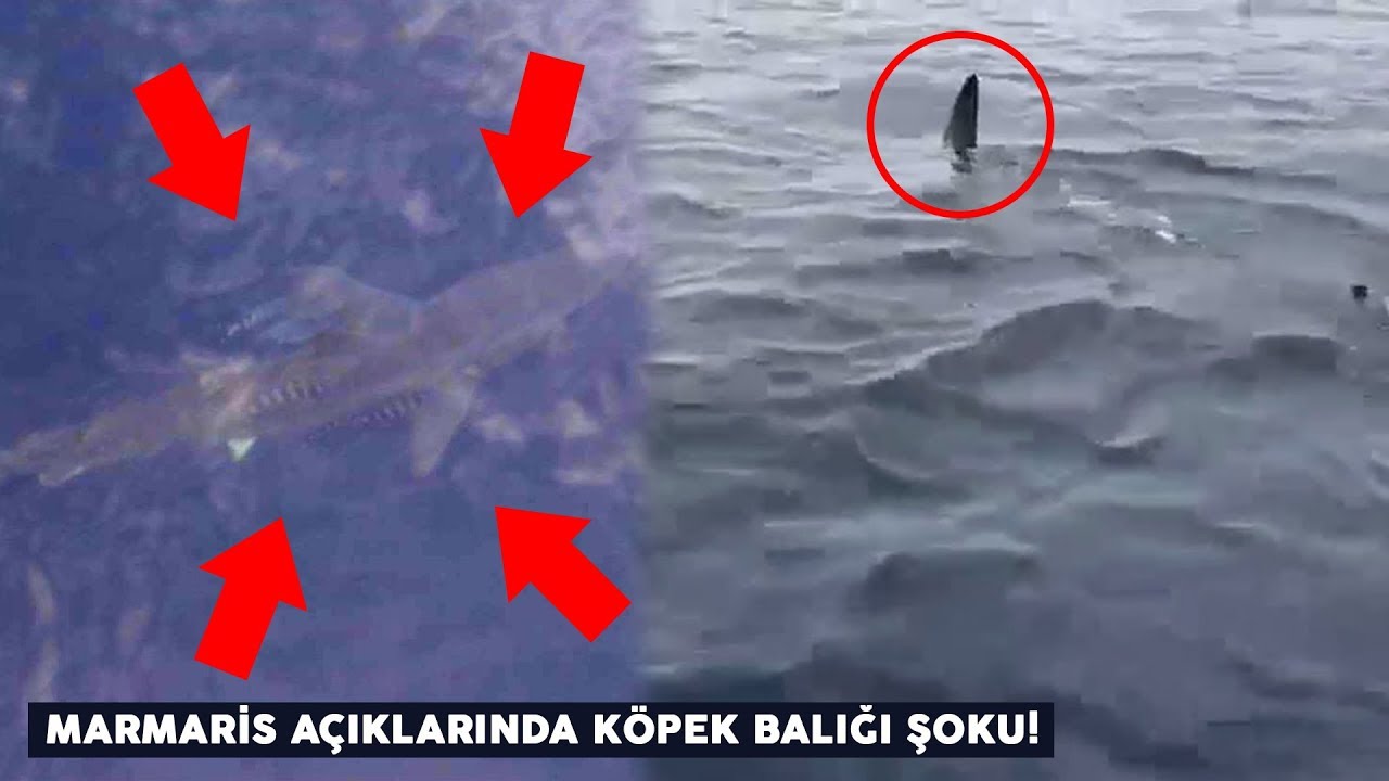 Marmaris Aciklarinda Kopek Baligi Soku Youtube