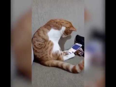 He sees his owners video in the smart phone  he died sometime ago     Lovely 1