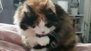 Fluffy cat washes her face